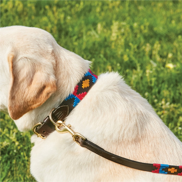 Collier Pour Chien Weatherbeeta Polo En Cuir - Cowdray Marron / Rose / Bleu / Jaune